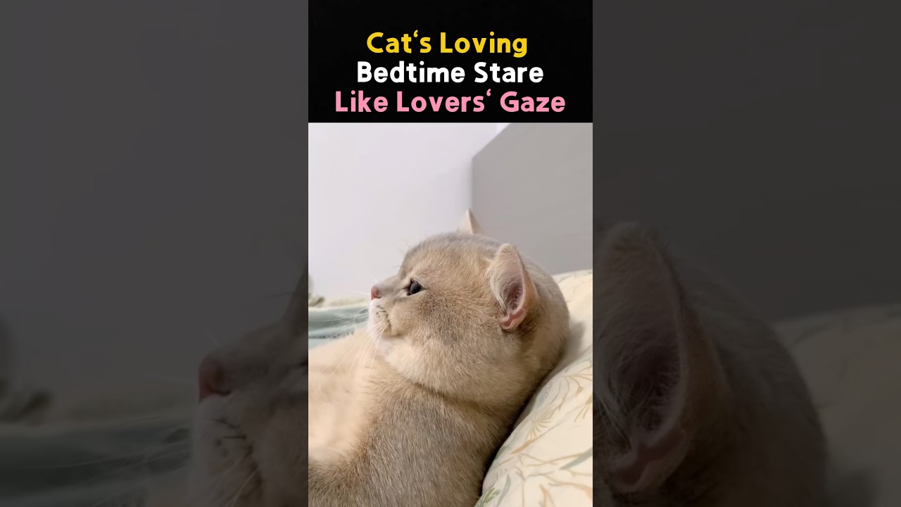 Cat’s Loving Bedtime Stare Like Lover’s Gaze! 🐈❤️