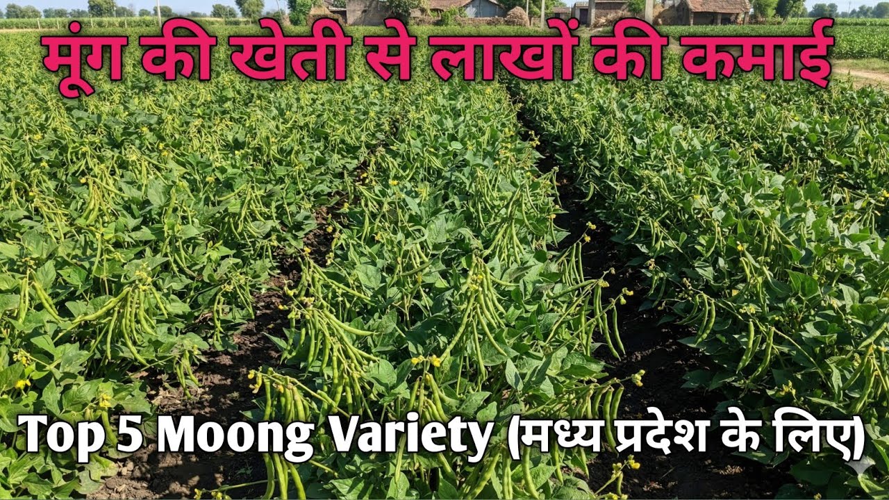 MP मूंग की खेती 2026 | 10–14 क्विंटल प्रति एकड़ उत्पादन | top moong variety | Best Moong Variety 