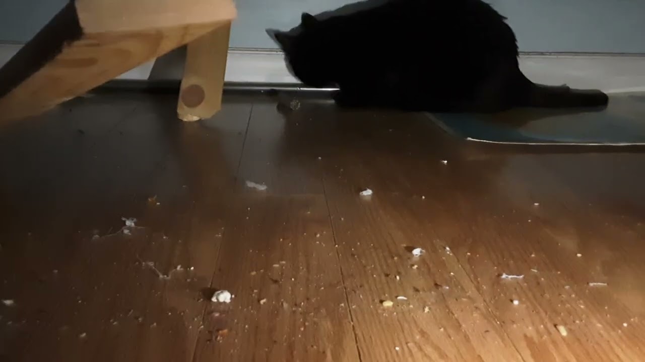 Black Cat In My Bedroom!