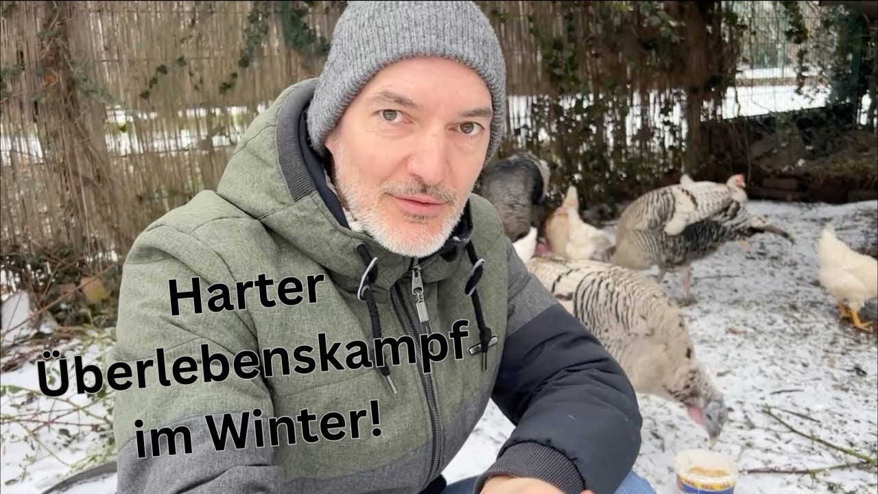 Harter Überlebenskampf im Winter auf Daniels kleiner Farm@danielwendtDresden #animals #chicken