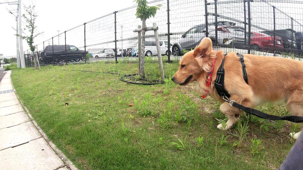 散歩中に写真撮影を求められるゴールデンレトリバージョイ