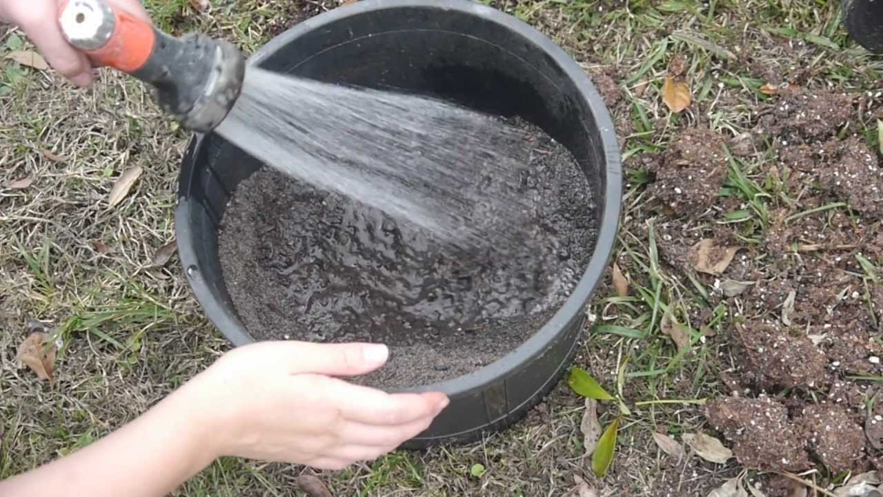 Female Chameleon Laying Bin Set Up