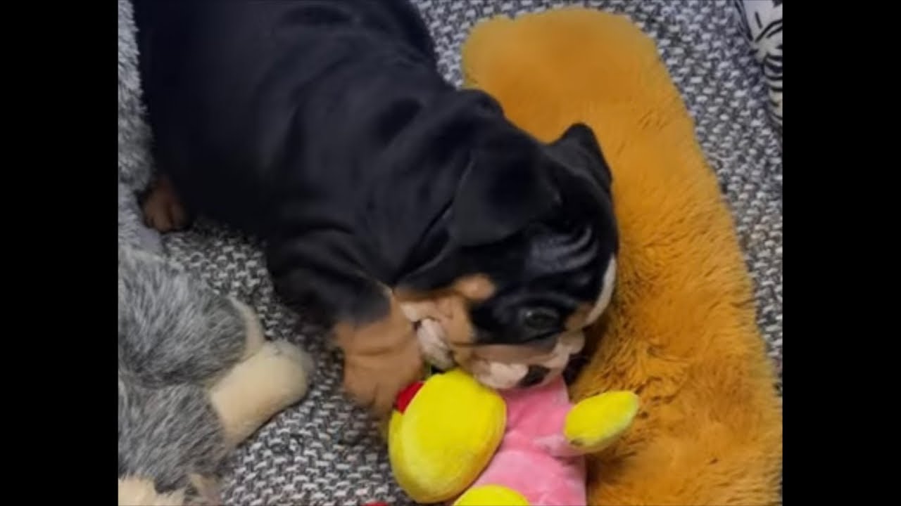 ENGLISH BULLDOG #filhote fofo #प्यारा पिल्ला #anak anjing lucu #可爱的小狗 #cute na tuta #LIVE #furbabies