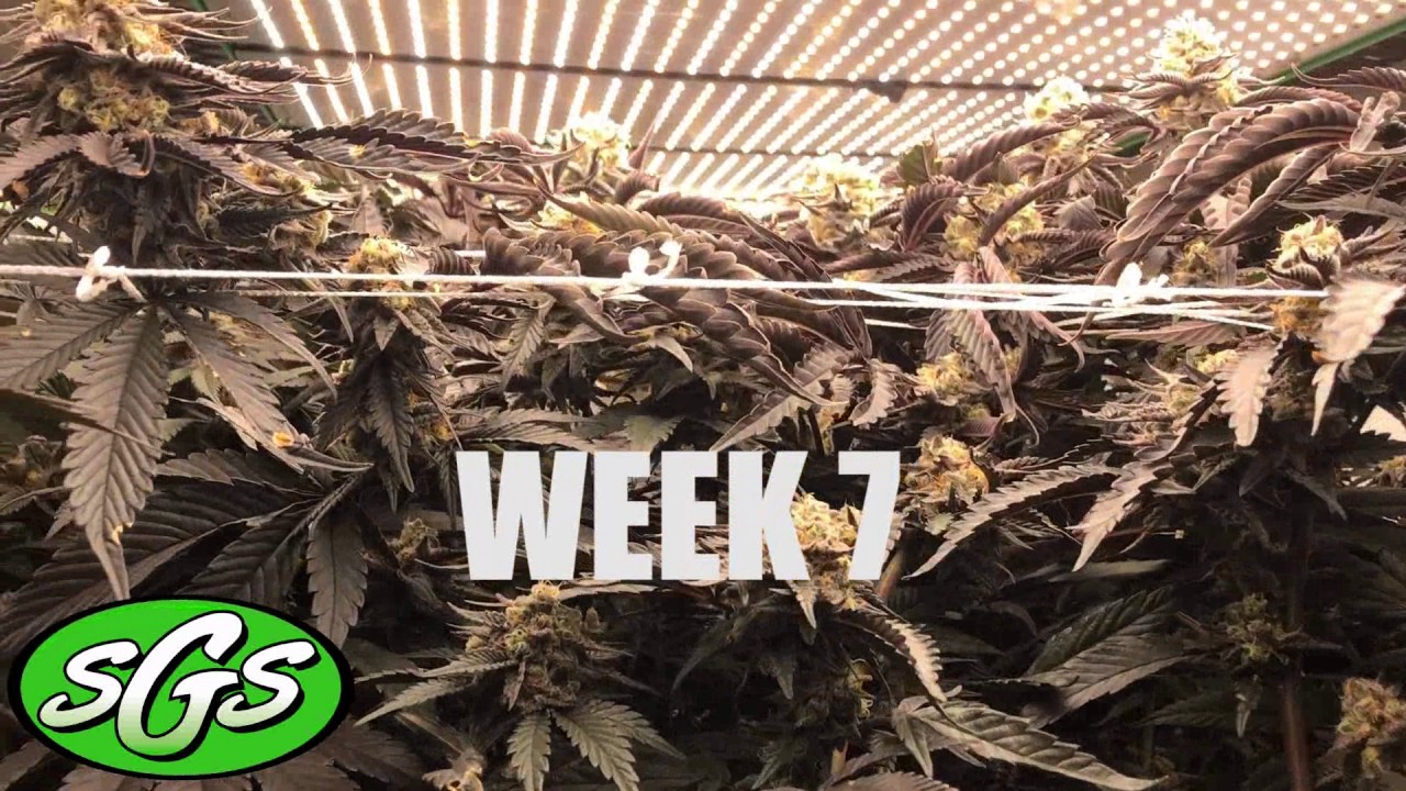 SGS Vertical Sea of Green: Week 7 of 8