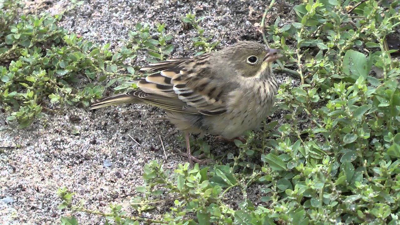 Ortolan buntings, Isles of Scilly