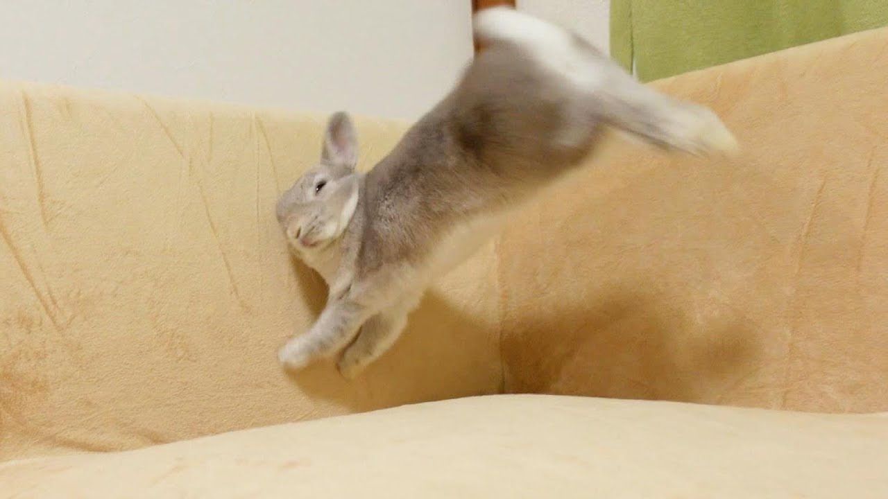 新しくなったソファーがうれしすぎてぴょんぴょんが止まらないうさぎさん