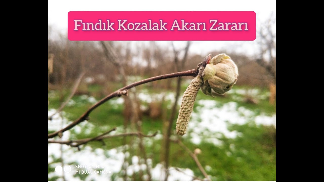 Ocak Ayında da Fındık Dalından Fındık Topladım. Fındık akar kozalağını da topladık. neden mi ?