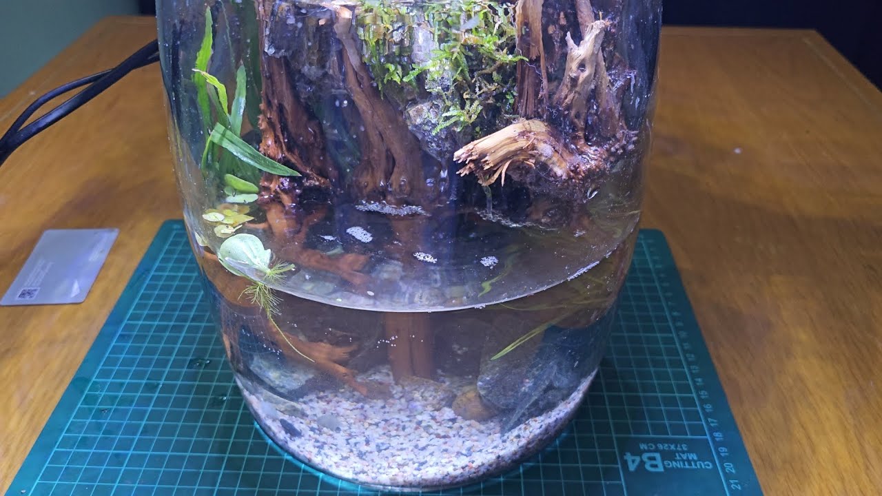 +Paludarium +terrarium +oyoboy tv +Paludarium waterfalls