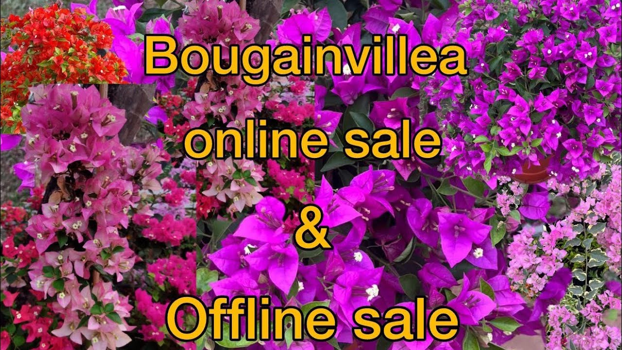 Bougainvilla sale. Contact number 7907464378