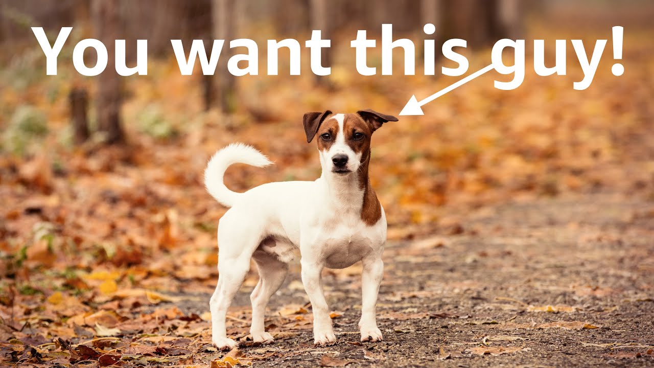 Why Jack Russell Terriers are the best!