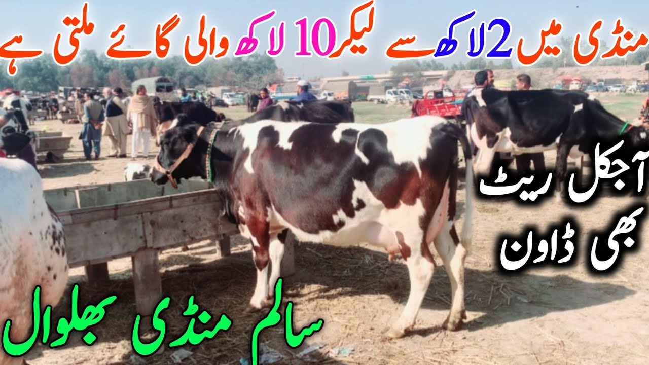 Australian Friesian Girolando Cow | Cross Breed Cow | Salem Mandi Bhalwal || Mandi Star