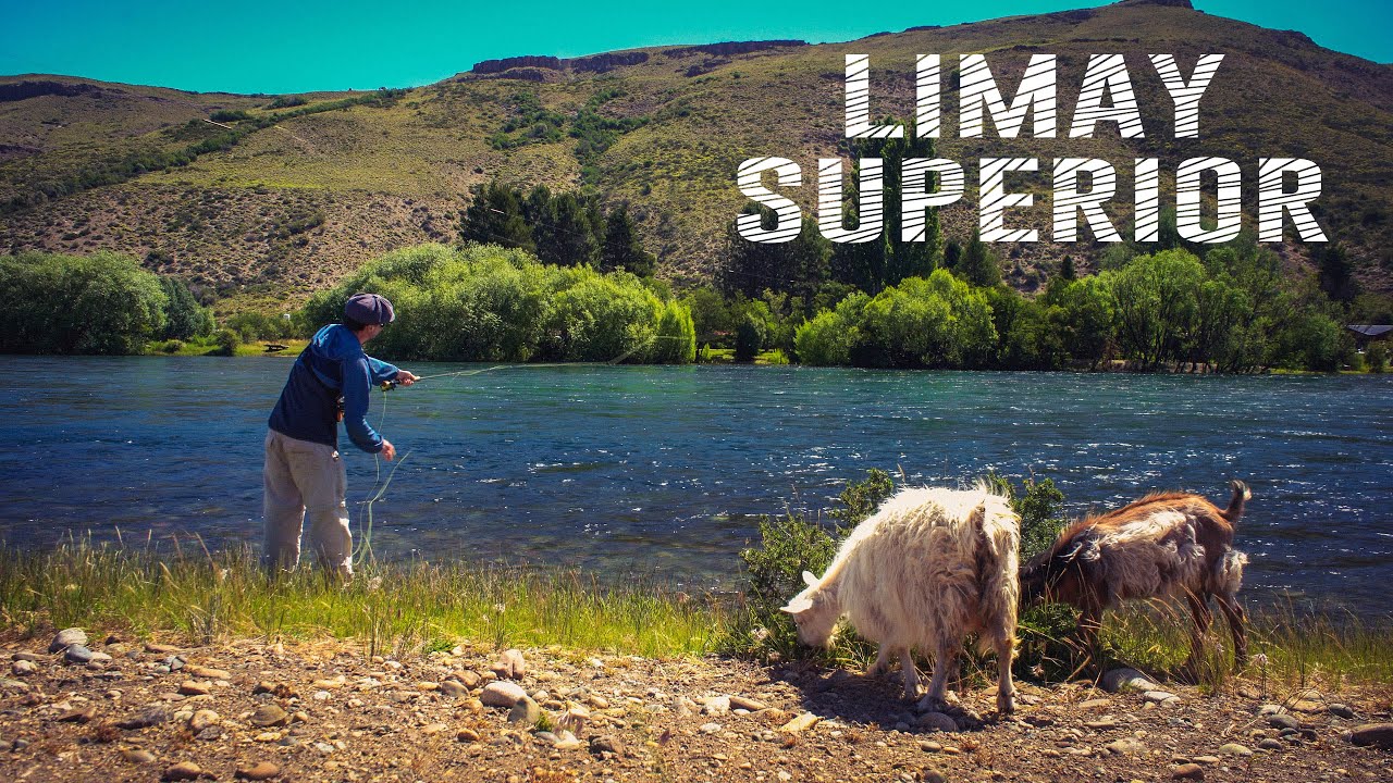 Mil Casts en el LIMAY | Pesca con Mosca en PATAGONIA NORTE