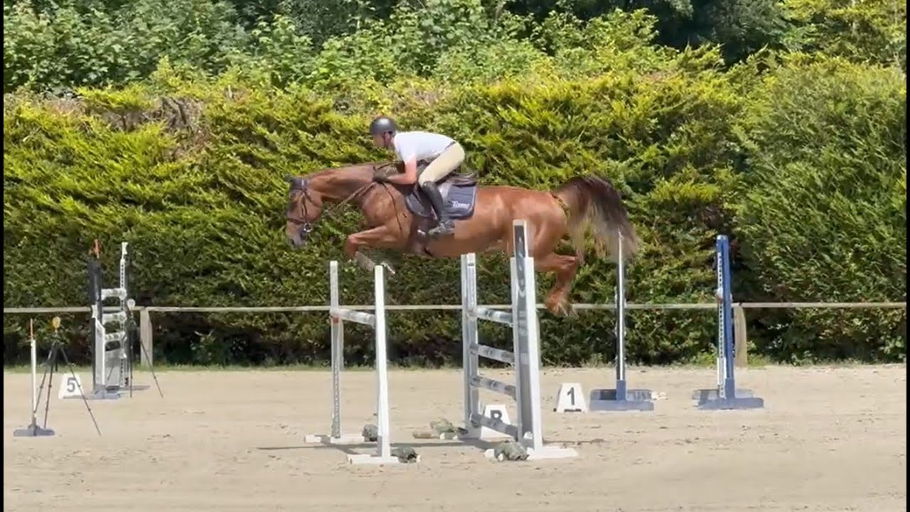 Jonquille Tame double SF 6 ans à Auvers avec Armand Mallet - Qlassic x Farah Tame par Quadrio Tame