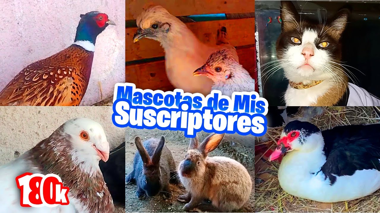 Especial 180K 🎉 Las Mascotas de Mis Suscriptores 🐶🐔🐣🐦🐇🐖🦆