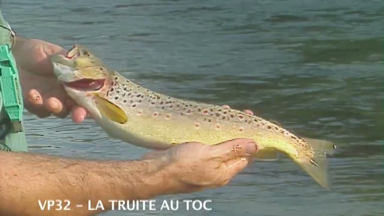 Pêche au toc, la bonne dérive  - Pêche de la truite - Pêche de A à Z