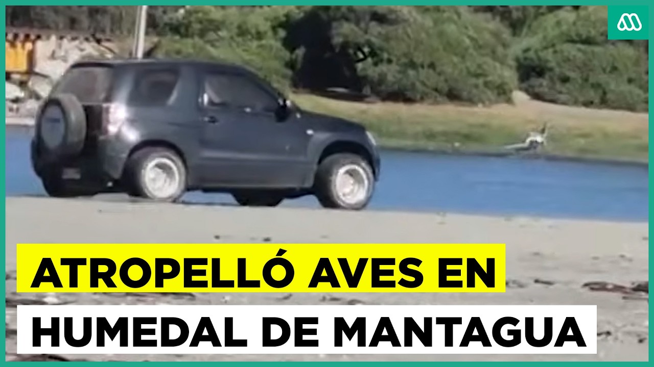 Conductor atropelló aves en humedal de Mantagua