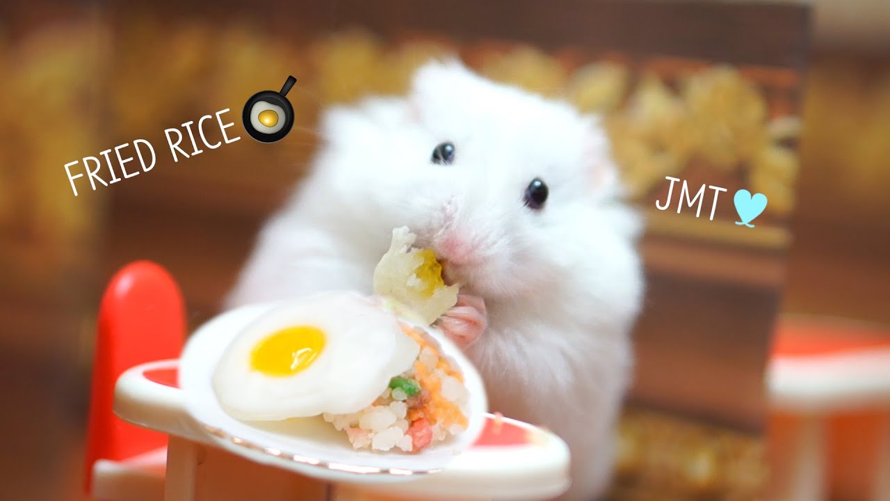 making EGG FRIED RICE for hamsters🍳｜hamster restaurant