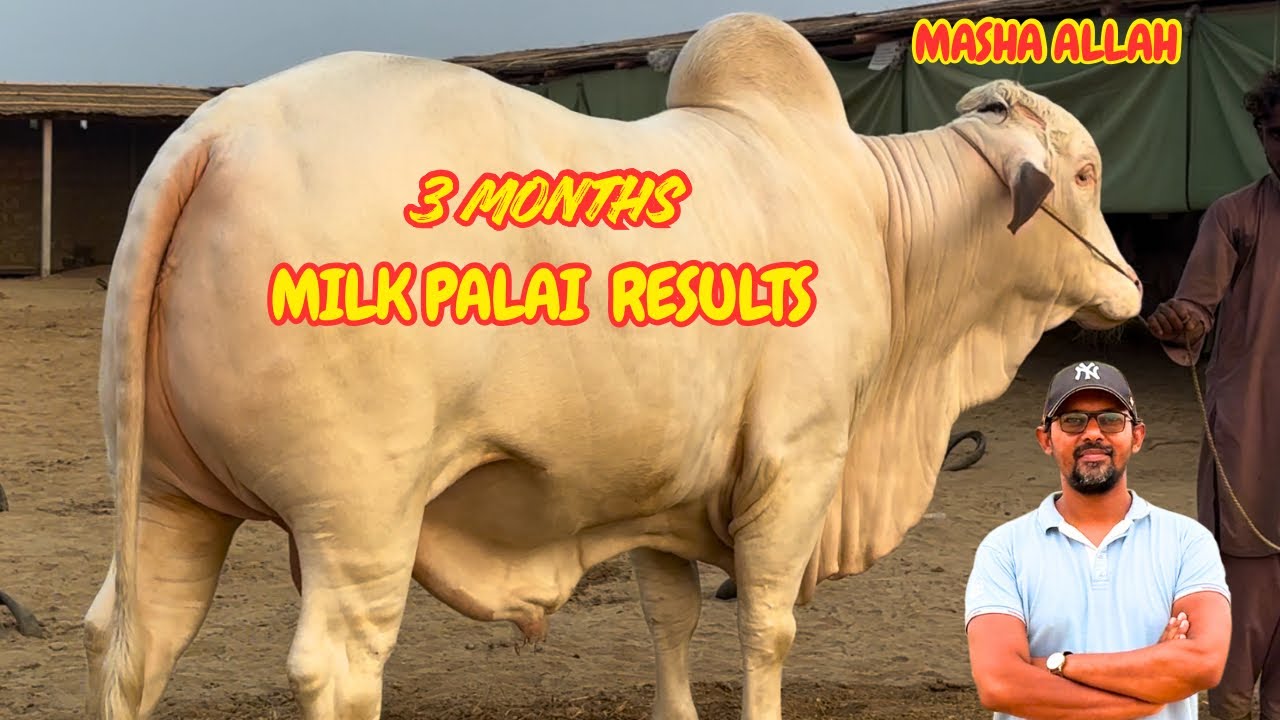 Masha Allah Only 3 Months Milk Results. Dost Cattle Farm.