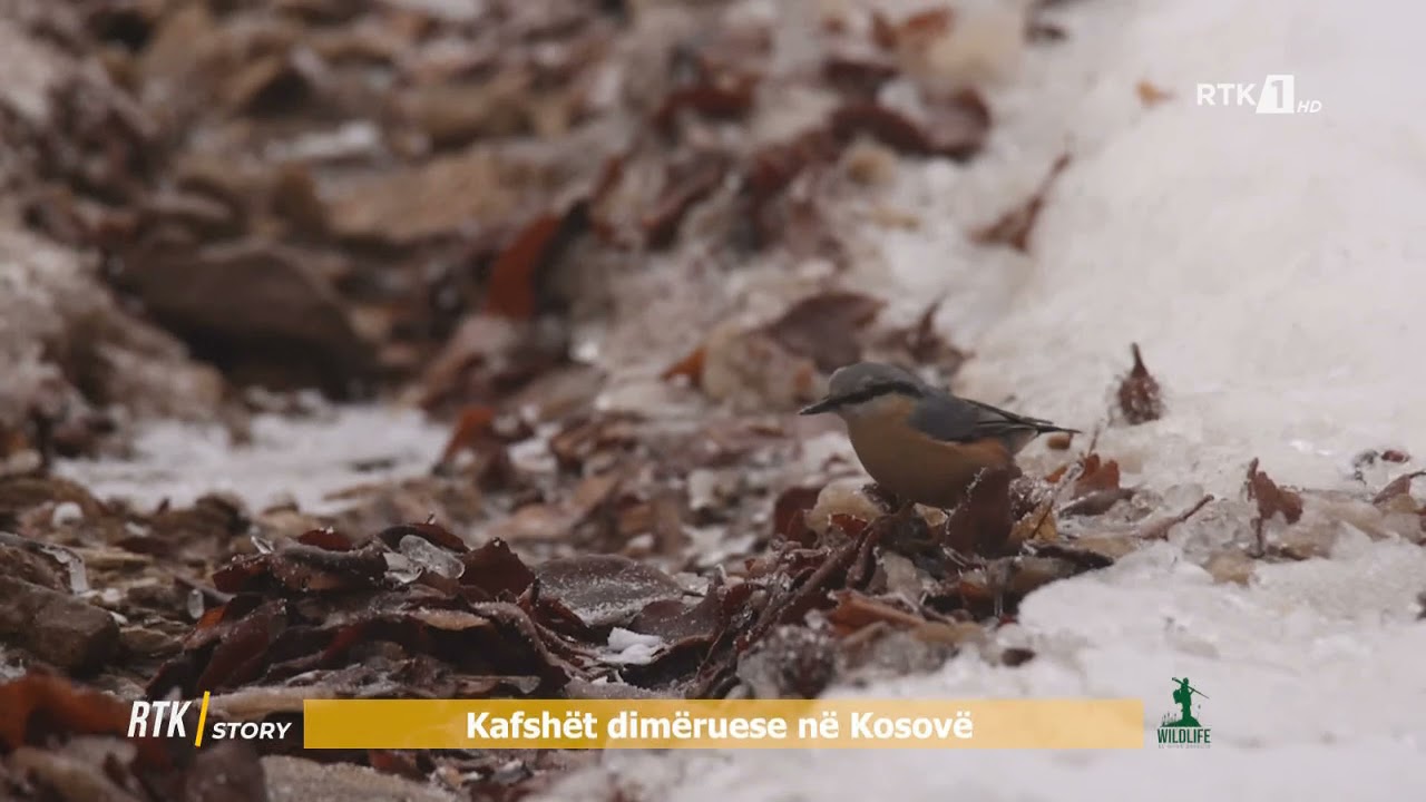 RTK STORY - KAFSHËT DIMËRUESE NË KOSOVË 26.03.2021