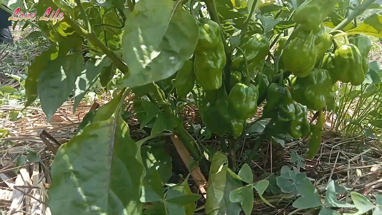 We finally reach the end of this episode touring Ms. Rose's Garden || Growing Peppers Tour || Eng cc