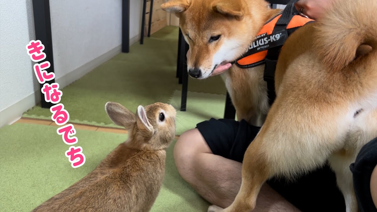#33 【家族になって10ヶ月】うさぎと柴犬がケージ無しでご対面！