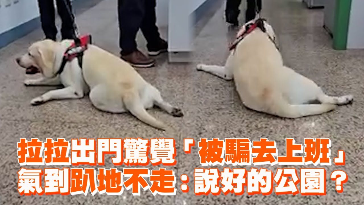 拉布拉多出門驚覺「被騙去上班」　氣到趴地不走：說好的公園？｜拉拉｜狗｜精選影片