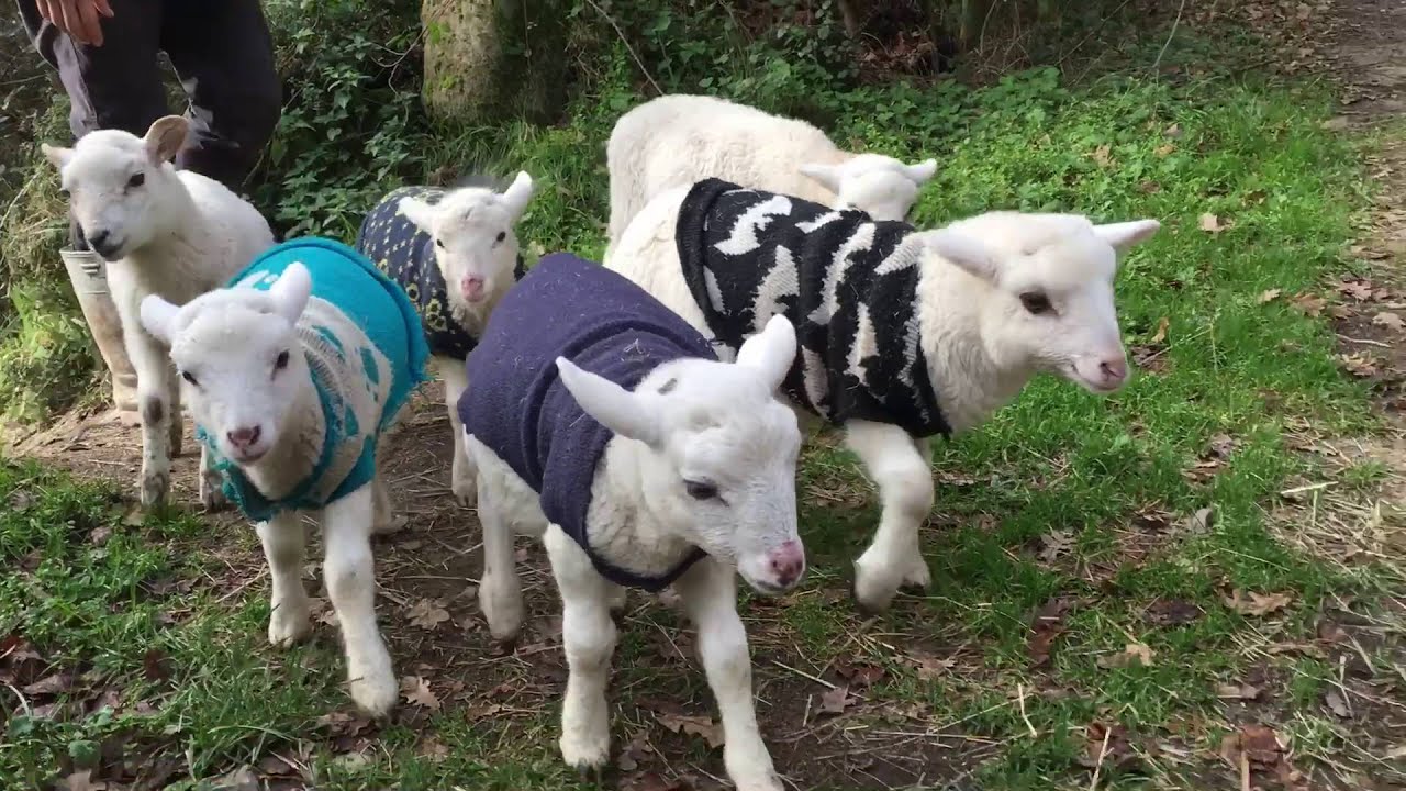Ridiculously cute rescued lambs living happy and free