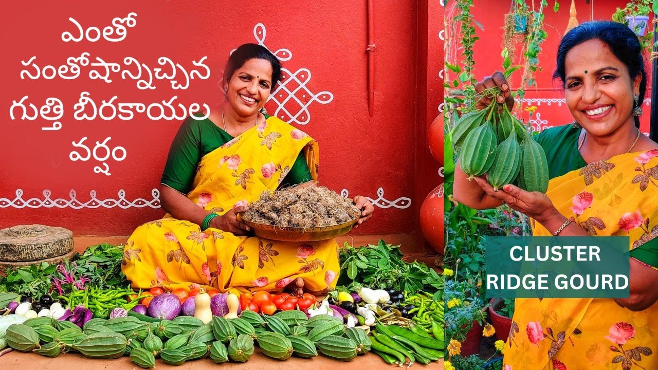 ఎంతో సంతోషాన్నిచ్చిన గుత్తి బీరకాయల వర్షం,Sunflower Seeds Harvesting @SaileelaVlogs #terracegarden