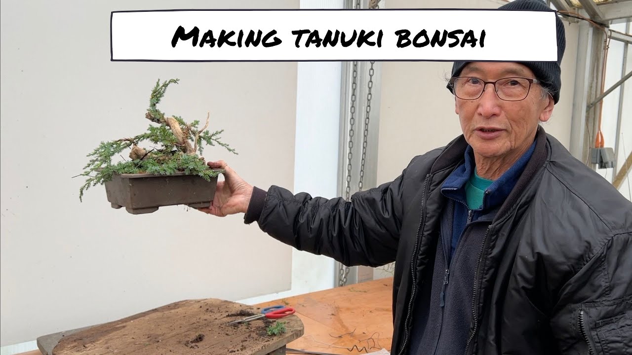 Making Tanuki Bonsai for a YouTube fan
