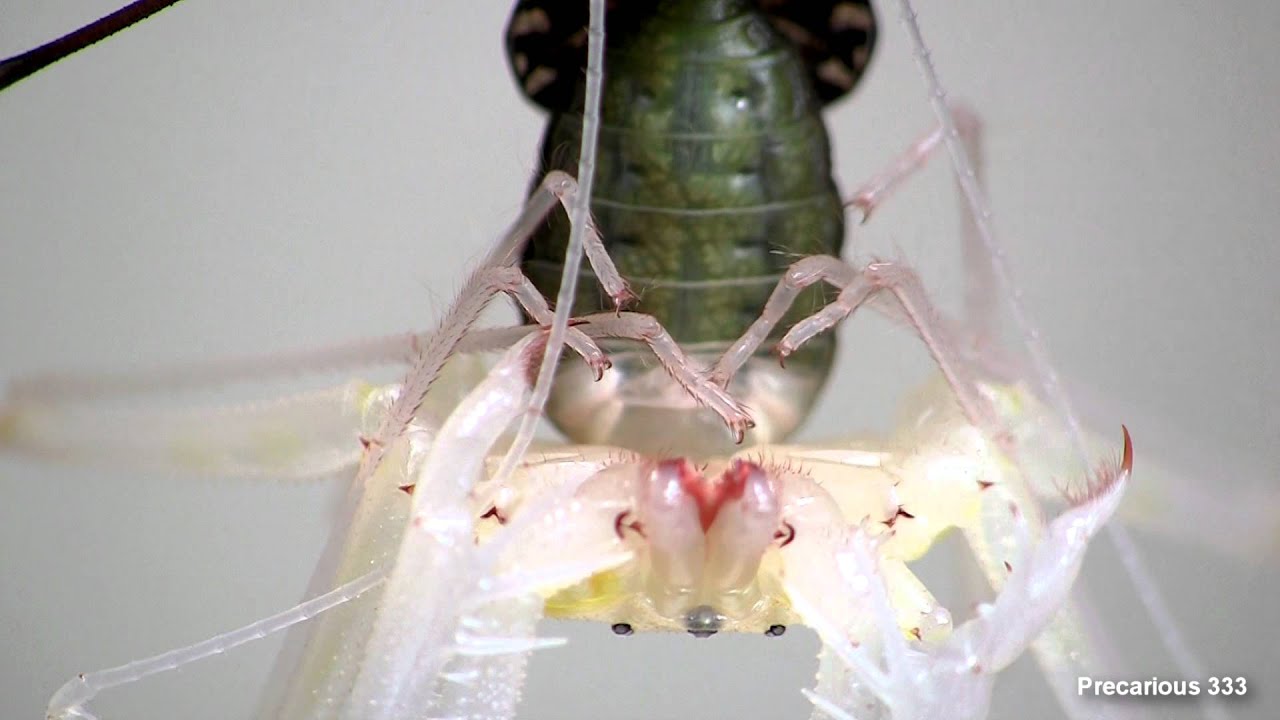Tailless Whip Spider molt - UP CLOSE