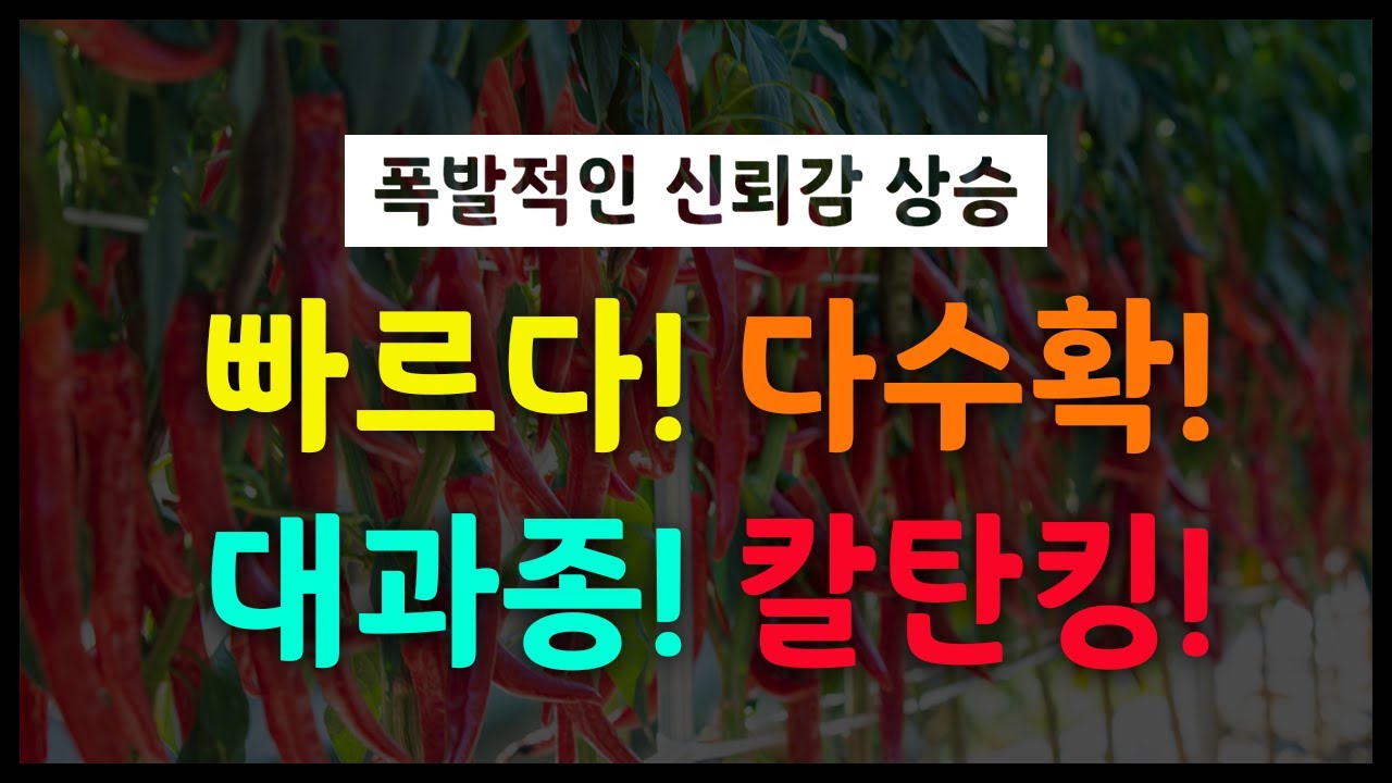 더기반 - 칼탄킹 장점이 아주 많은 고추품종