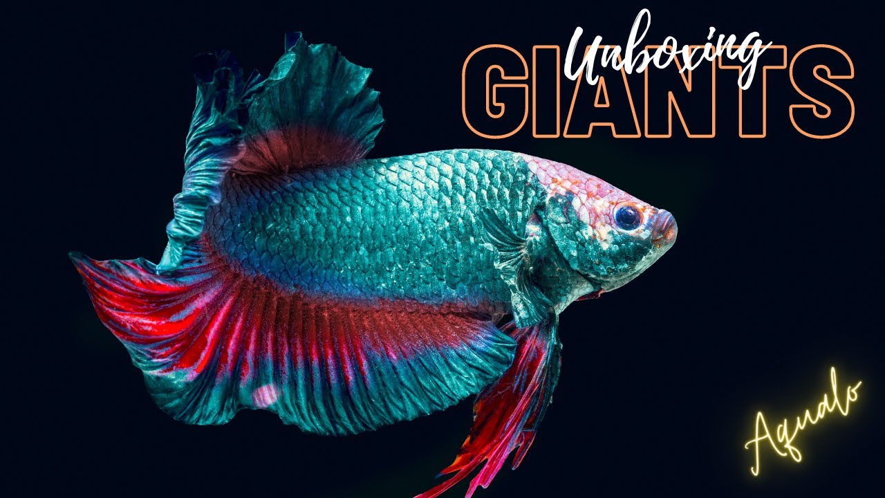 Giant Betta Unboxing