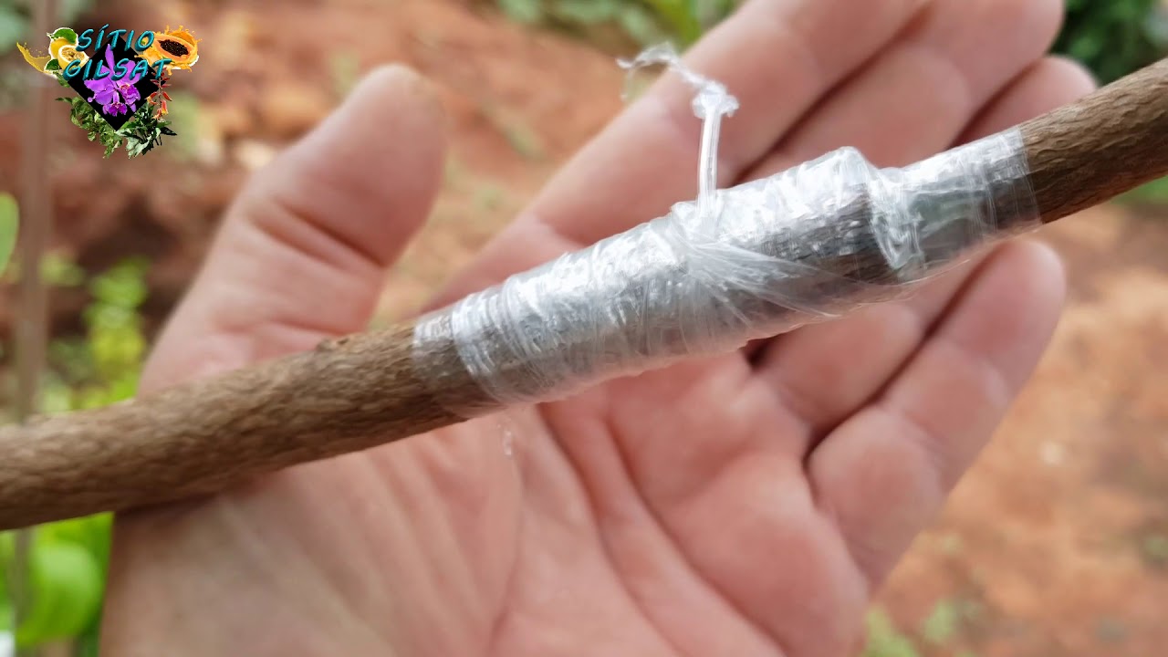 COMO FAZER ENXERTO NA PINHA