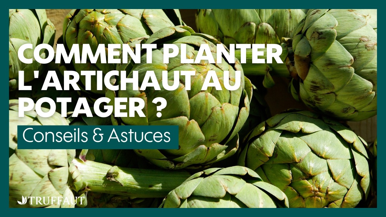 Comment planter l'artichaut au potager ? -  Truffaut