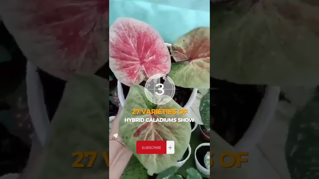 28 jenis caladium hybrid #keladihias #caladium