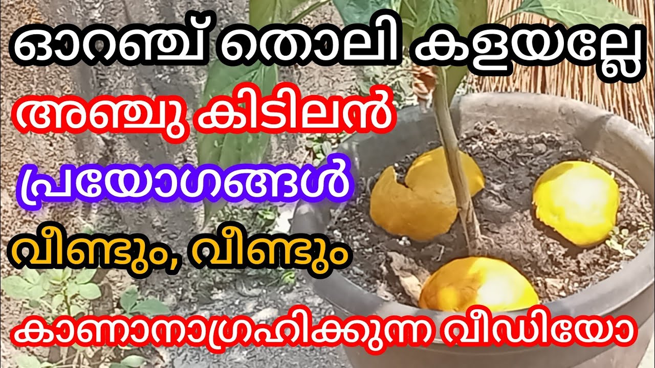 ഓറഞ്ച്തൊലിക്ക് ഇത്രയധികം ഉപയോഗങ്ങളോ, a1luckylifemedia 