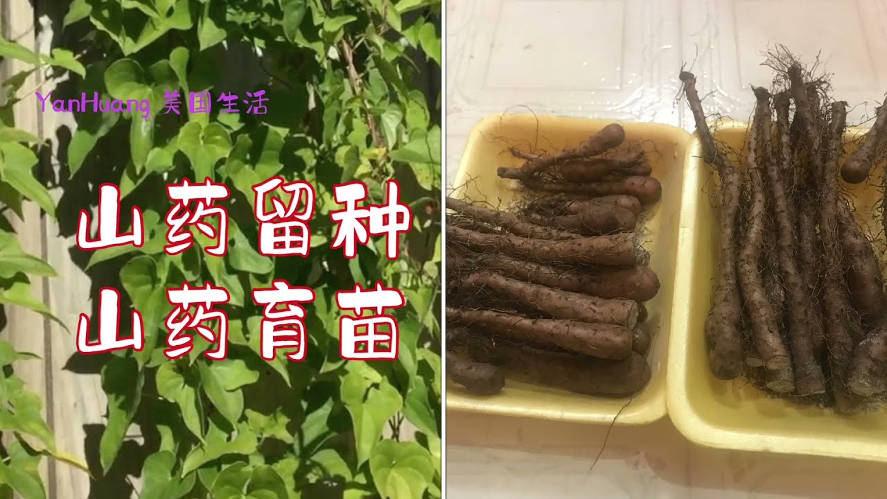 山药留种 # 山药育苗https://youtube.com/@yanhuang6825