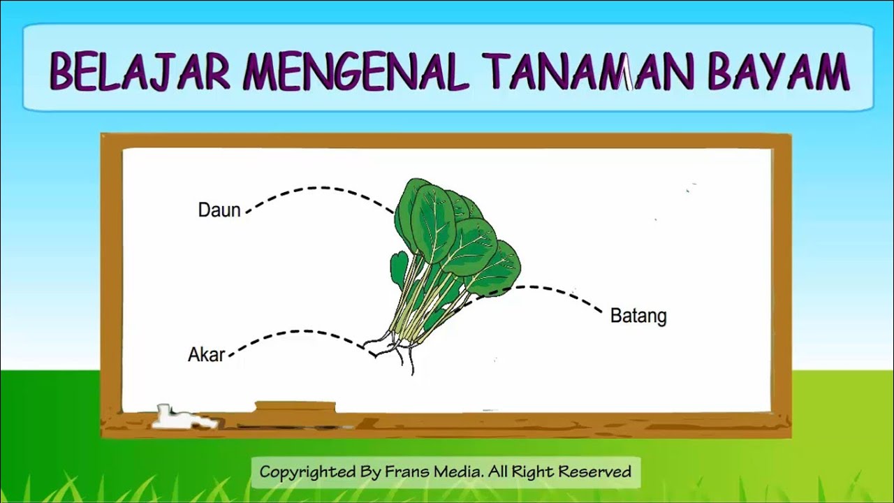 Media Pembelajaran | Mengenal Tanaman Bayam