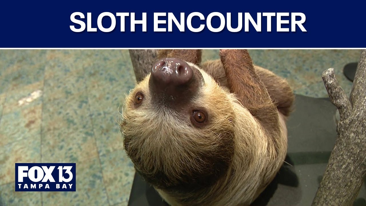 Sloth Encounter experience at Florida Aquarium