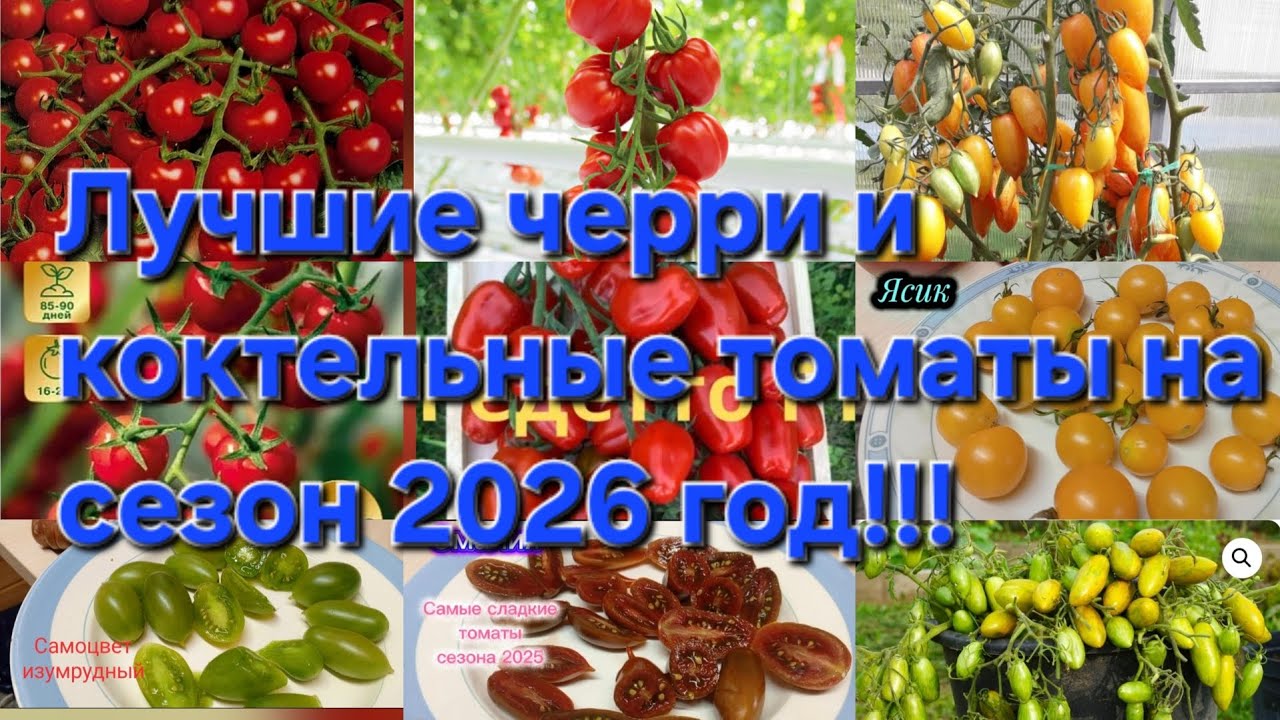 Выбрала для себя!!!Самые лучшие томаты черри и коктельные!!!На сезон 2026 год!!!