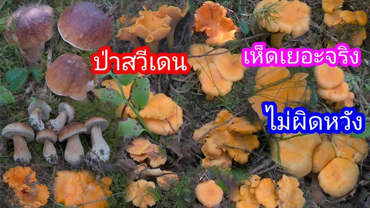 เก็บเห็ดเหลืองผึ้งหวานเข้าทีไรได้เห็ดทุกทีป่าสวีเดน