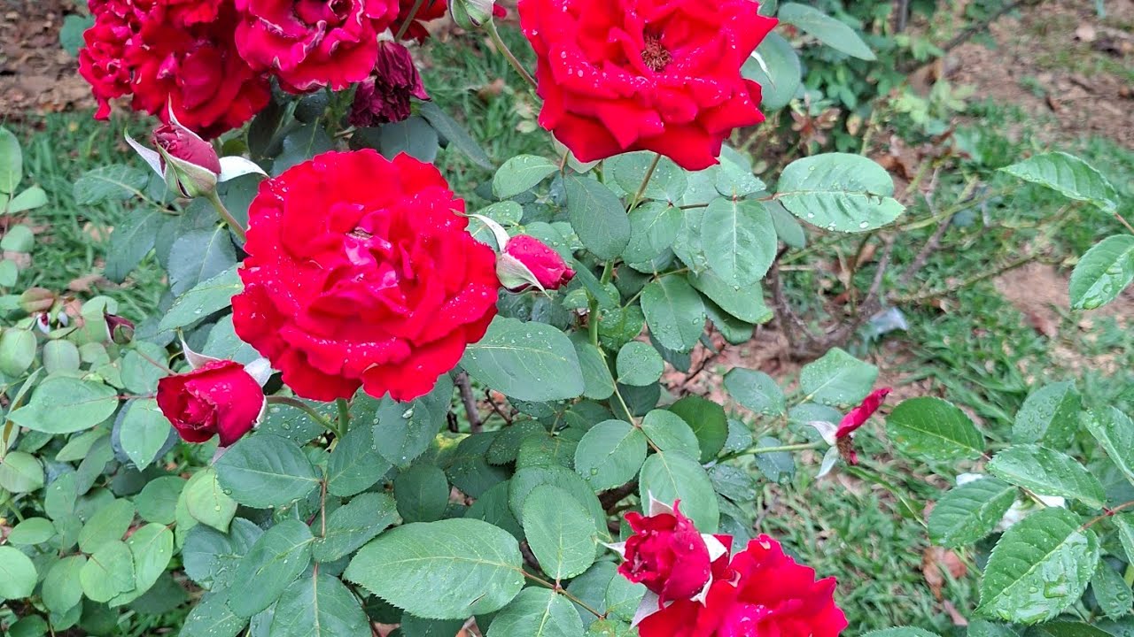 🌷🌹💥💚dicas de cuidado com as roseiras #flores #roça #plantas #roça #vidanocampo 