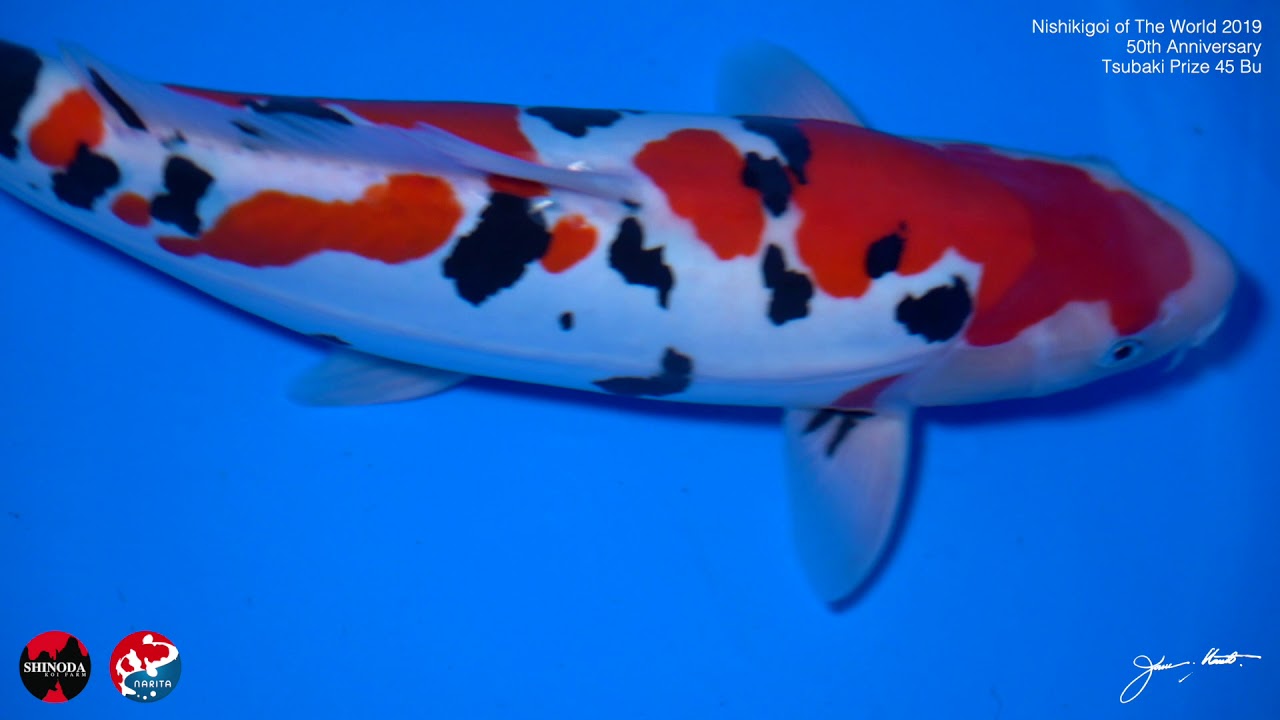 AJKS 2019 Tsubaki 45 Bu