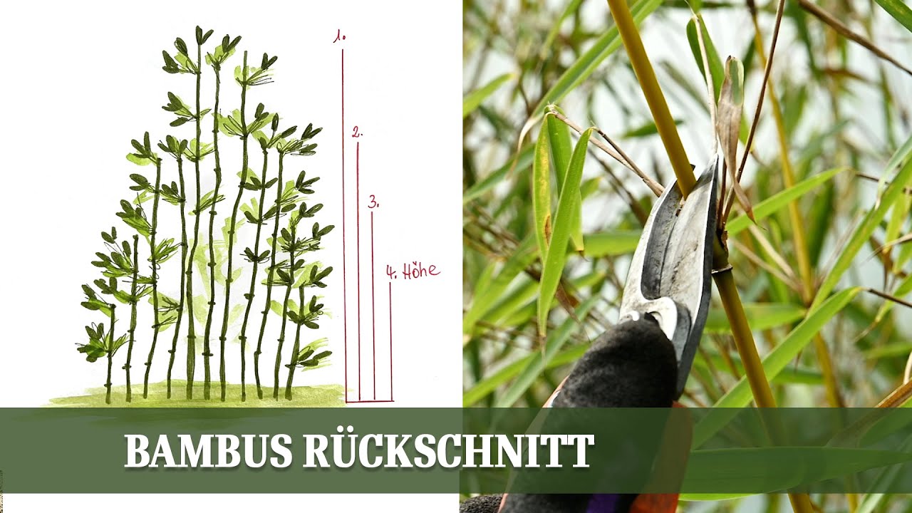 Bambus richtig zurückschneiden: Tipps und Tricks für ein gesundes Wachstum