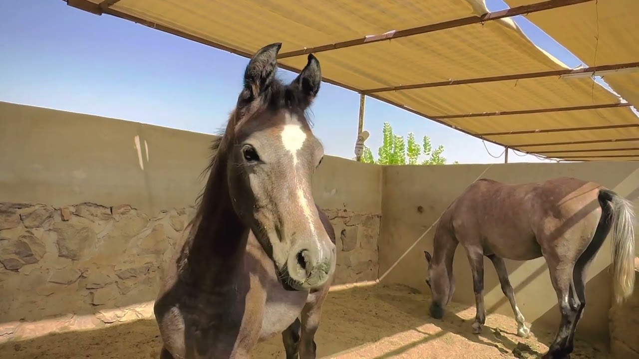 Arabian horses are very well bred and very beautiful in Saudi Arabia 🇸🇦🇸🇦🌷🌷🌷&rlm; &rlm;￼￼