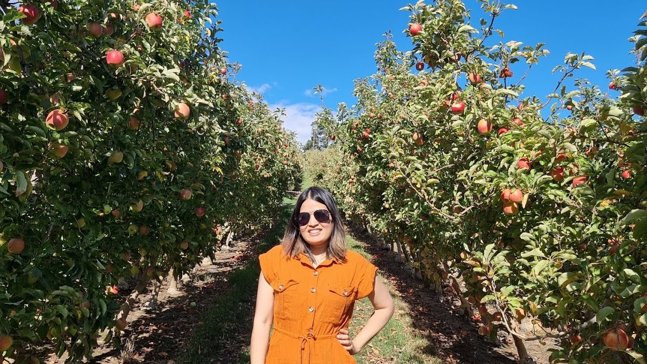ऑस्ट्रेलिया के लाल सेब बड़े मजेदार / Apple Picking In Australia / Apple Farm / Things do in Adelaide