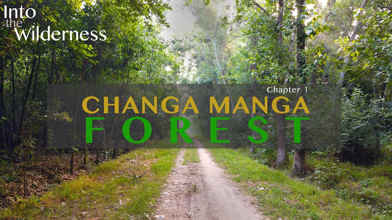 Why You Need to Visit Pakistan&rsquo;s Incredible 12510 Acre Man-made Forest, Changa Manga Forest | Punjab