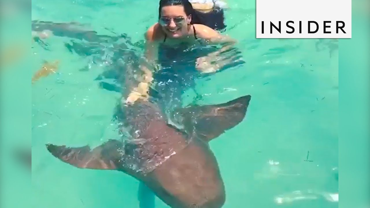 Swim With Sharks In The Bahamas
