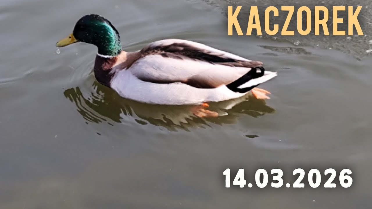 W końcu cały lód się roztopił – kaczki są szczęśliwe 😍