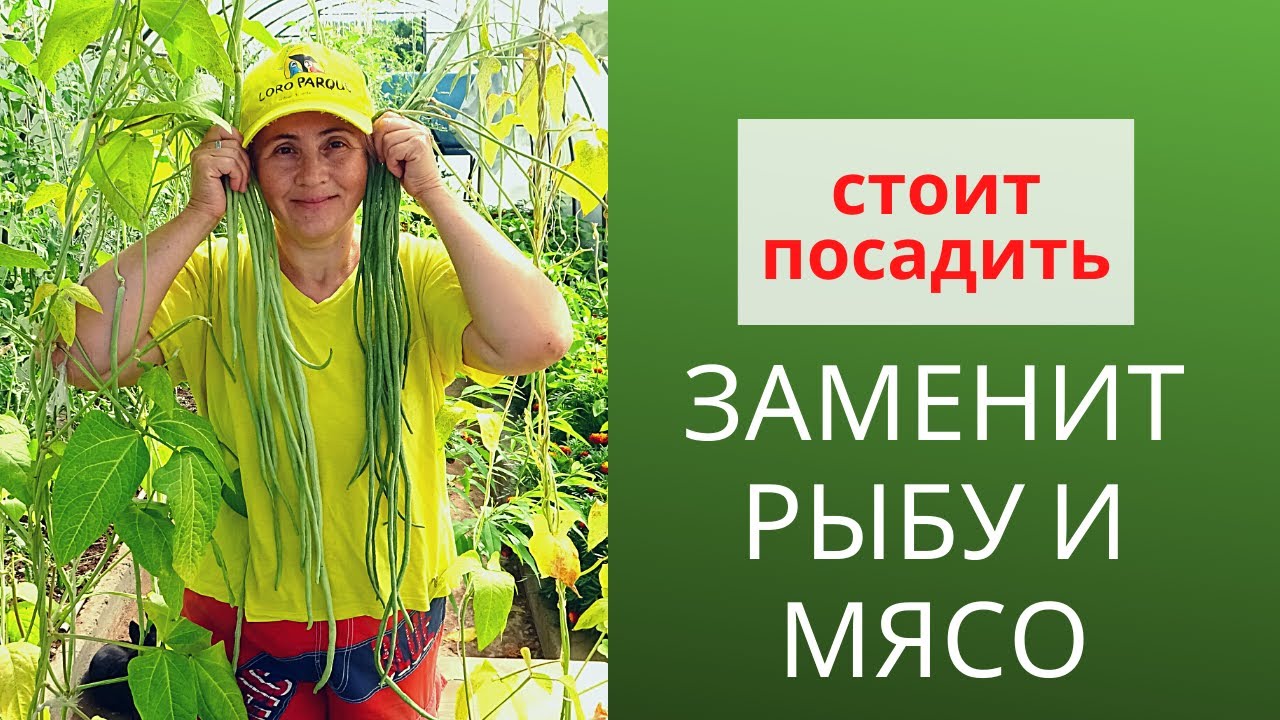 Вигна для здорового питания. Сорта фасоли